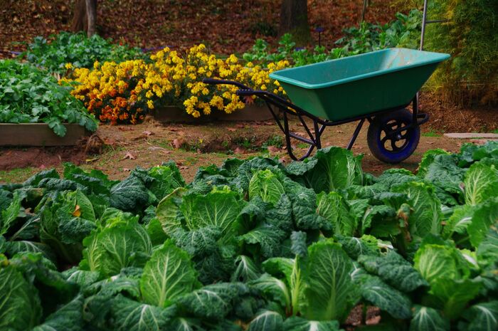 fall harvest garden in fall with cabbage different flowers and a green garden cart
