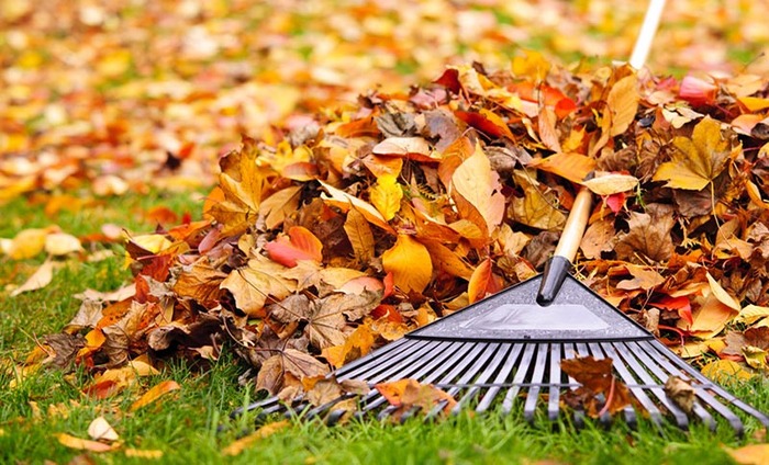 fallen colorful leaves in a garden and a rake fall landscape