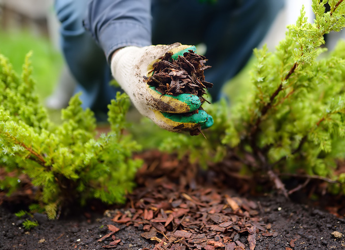 person in the garden holding soil in their hands and working in the garden