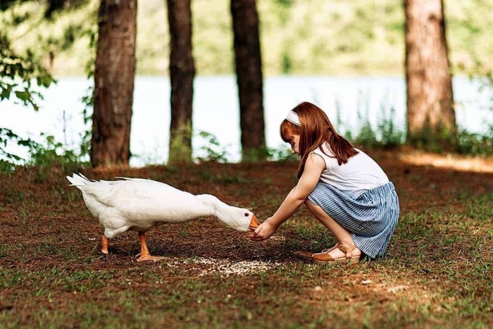 girl in a white shirt and blue skirt feeding a white goose in the forest