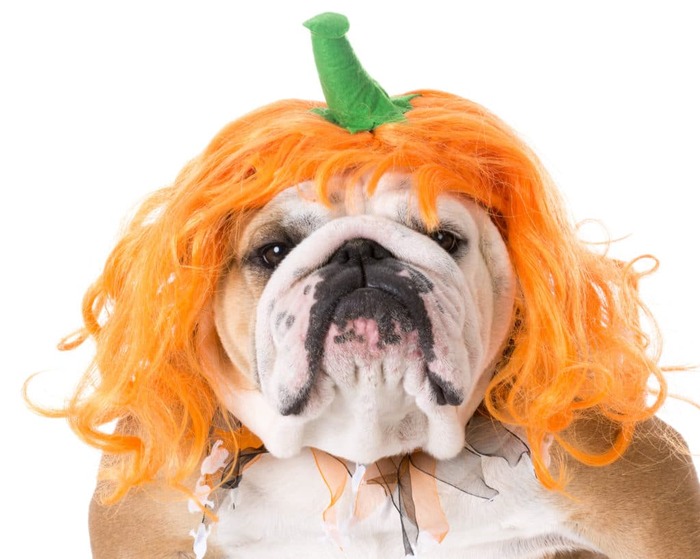 pumpkin pets dog with a pumpkin wig looking into the camera