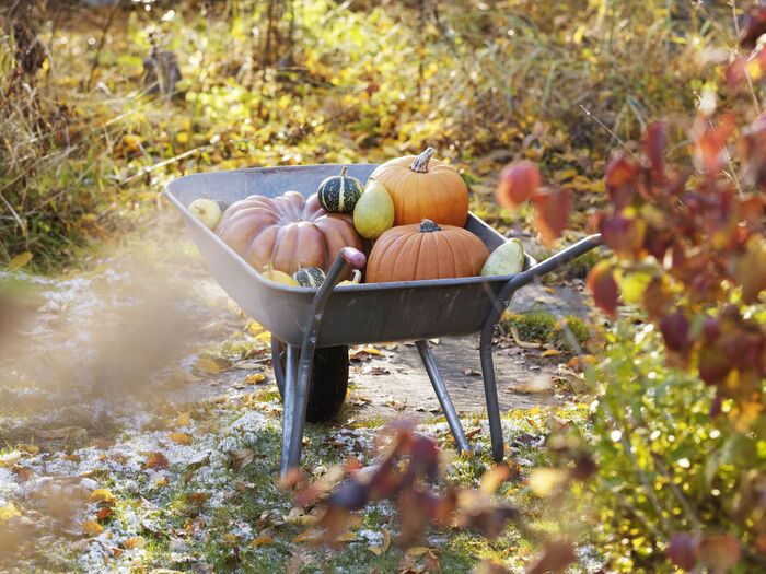 garden cart filled with different gourds and pumpkins