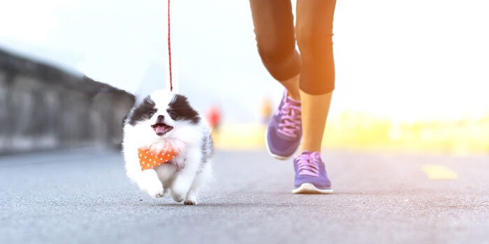 running outside with a dog person in yellow socks and purple sneakers running outdoors with a small black and white dog with an orange scarf