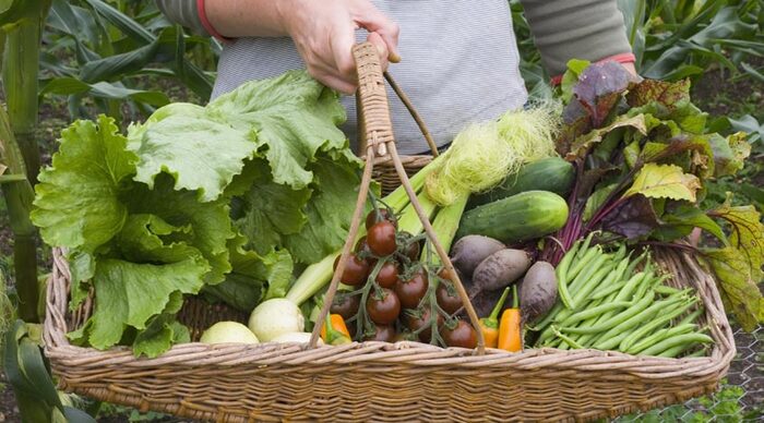 seasonal food person holding a large basket filled with seasonal vegetables