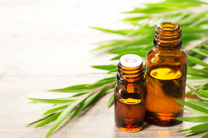 tea tree essential oil in two small brown bottles with tea tree branches in the background