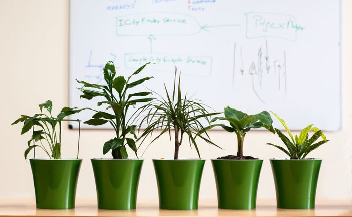 plants in green planters in front of a desk with schemes drawings and formulas on it