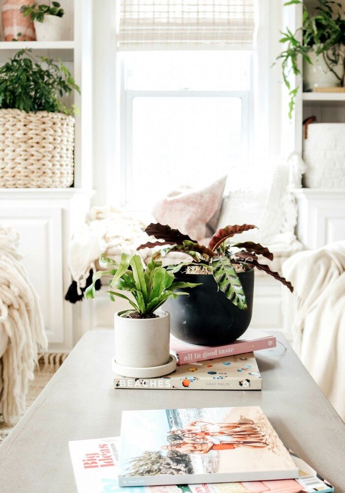 spring interior living plants in home setting white living room with a window 