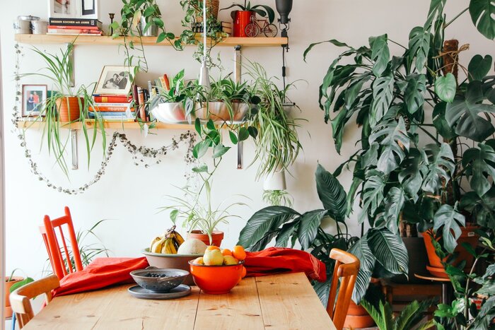 green plants in an apartment with bright furniture and a wooden table with open shelves