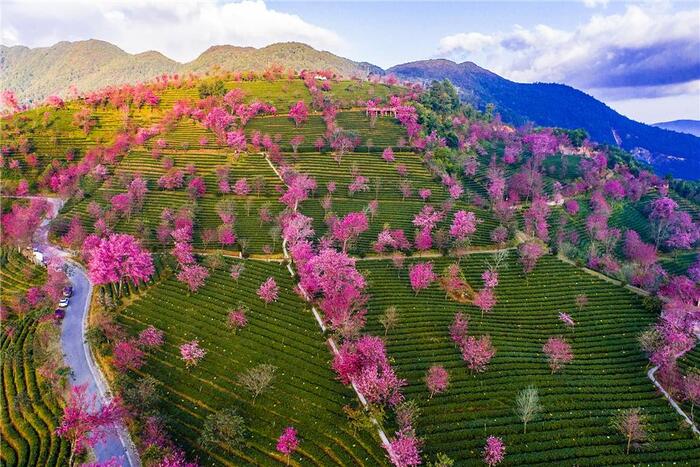 cherry blossoms down a green hill in yunnan province chine during the spring season