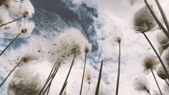 artistic picture of cotton plants and a cloudy sky in the background