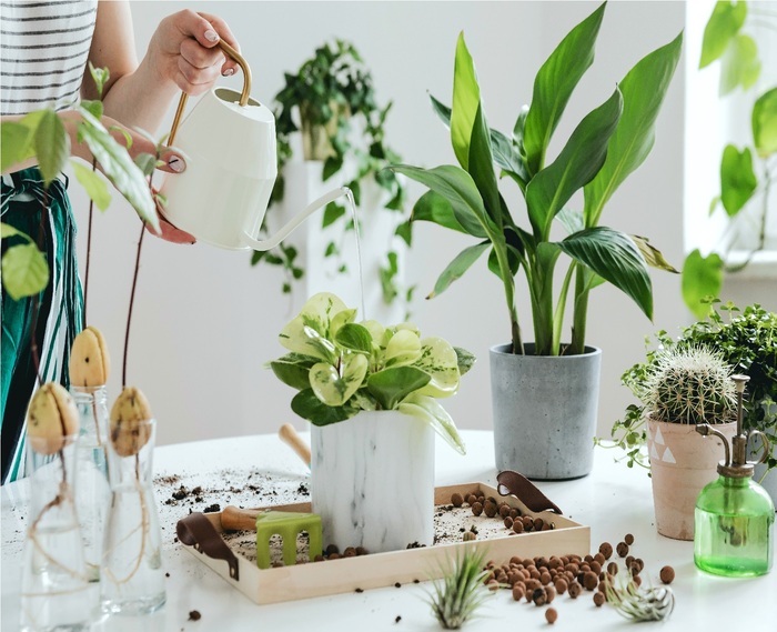 woman planting indoor plants at home on a white table with different green plants