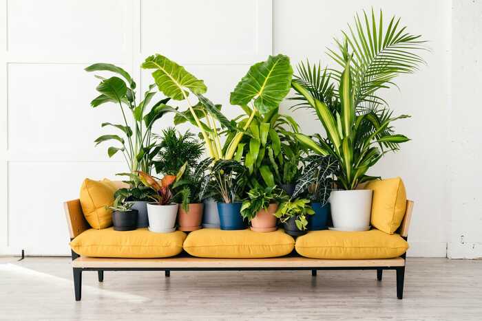 green plants arranged on a yellow couch in the middle of a white room