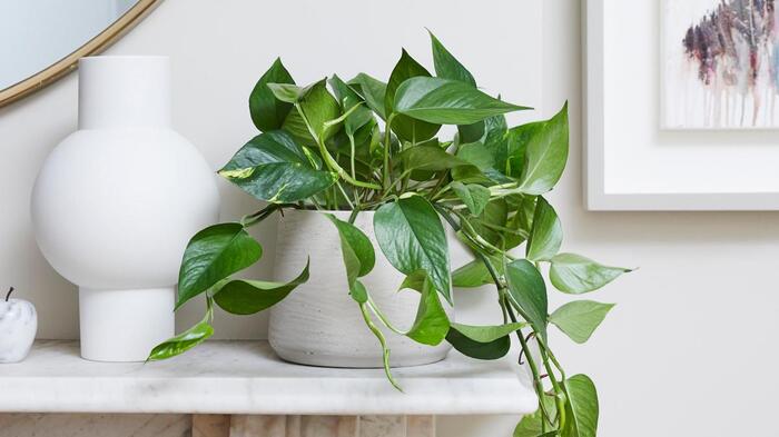 indoor plants small green plant in a white planting pot in a white room and modern design