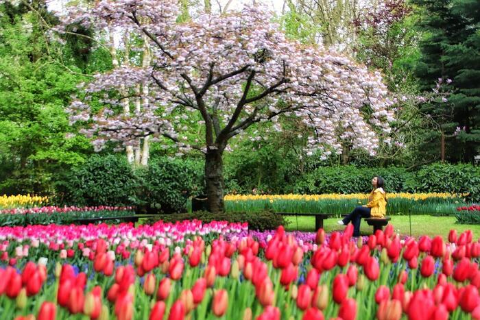 keukenhof park in spring woman in yellow jacket sitting under a blossoming tree and tulip flowering around