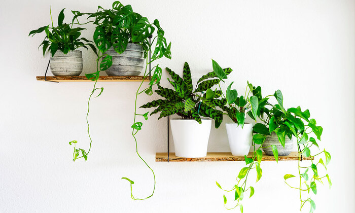 two wooden shelves with green plants in small planting pots