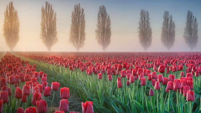 skagit valley at sunrise with blooming fields of pink tulips and tall trees in the background mist