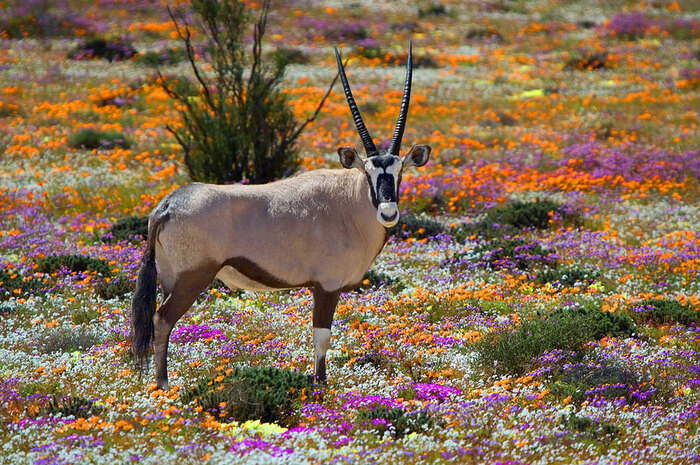 spring season in south africa antiloop in the middle of a blooming field in spring
