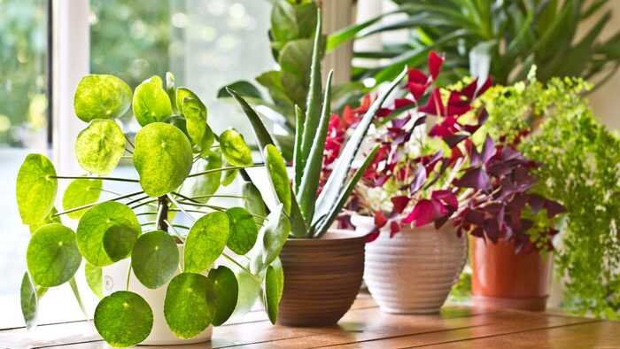living green plants on a window sill arranged in the interior plants with red and green leaves