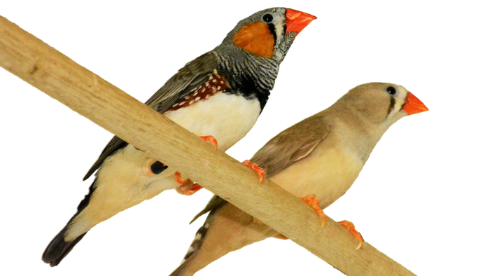 two colorful birds on a wooden branch