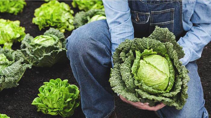 farmer holding a cabbage garden with green vegetables in the background