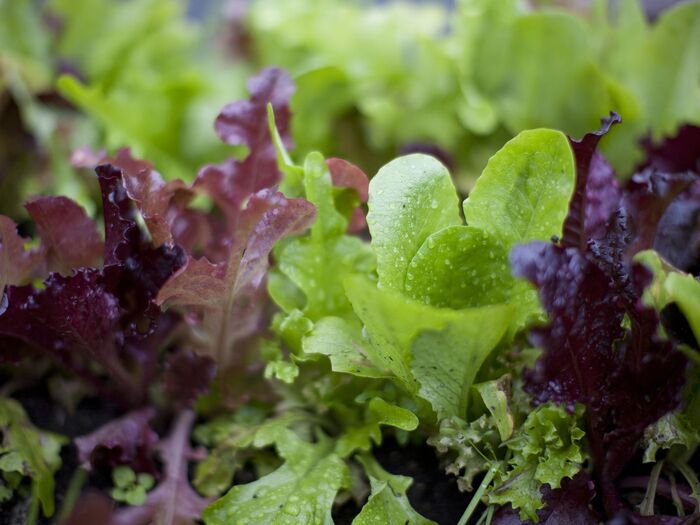 fresh greens in a garden spring greens sprinkled with water drops