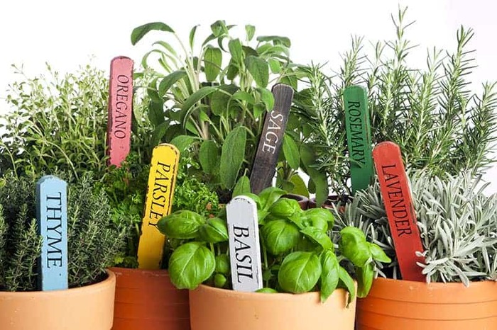 herb potting at home several pots with herbs in them with tags