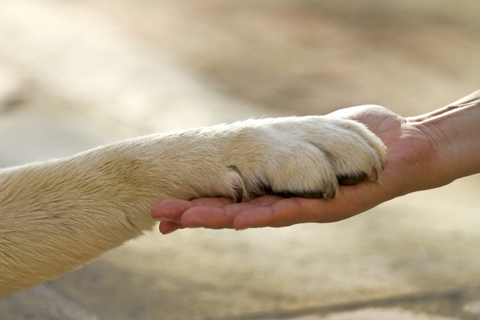Best friends human hand holding the paw of a dog