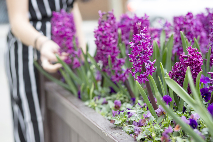 mid section of a woman in striped dress holding a purple hyacinth in an outdoor planter