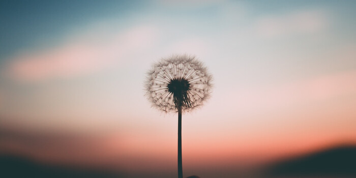 dandelion at sunset with pink and blue sky in the background