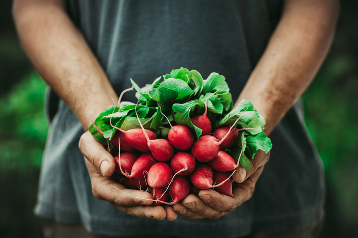 organic food man in a grey shirt holding a bunch of red raddishes 