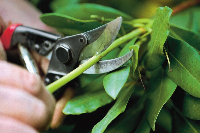 prunning a green shrub with sharp garden scissors