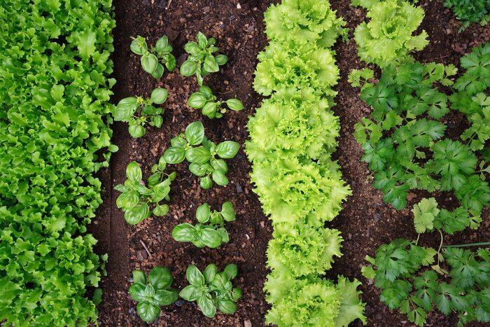 seasonal greens growing in a garden in lines basil ice parsley and lettuce