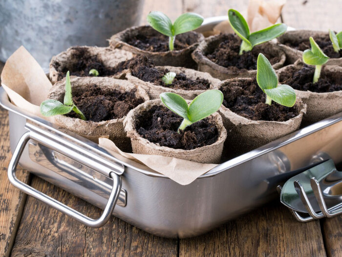 seedlings paper cups with small green plants in a large metal thin on a wooden table