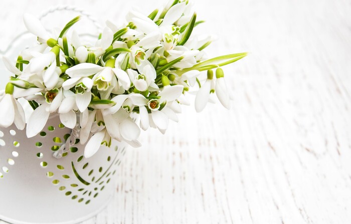 snow drops in a pretty vase on a white table background