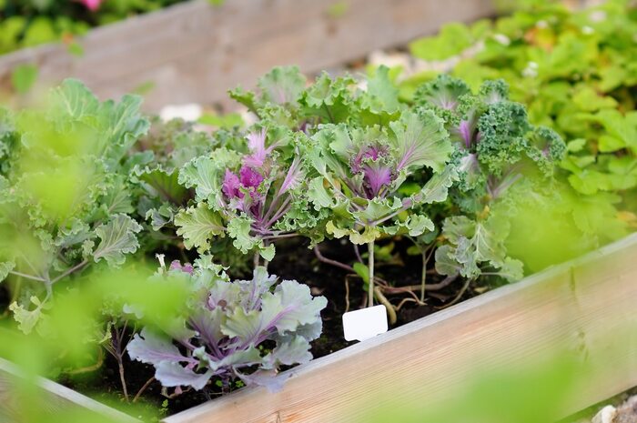 growing vegetables in a wooden container garden closeup 
