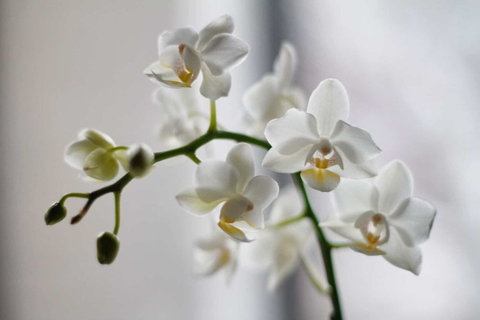 pretty white orchids blossoming on a white background