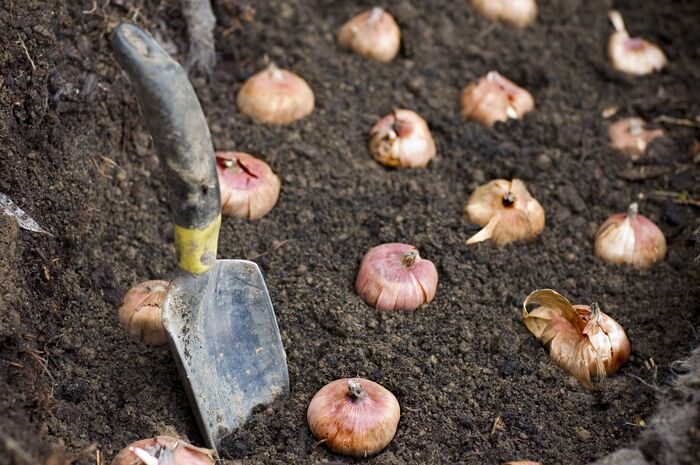bulbs plants in the ground with gardening tools