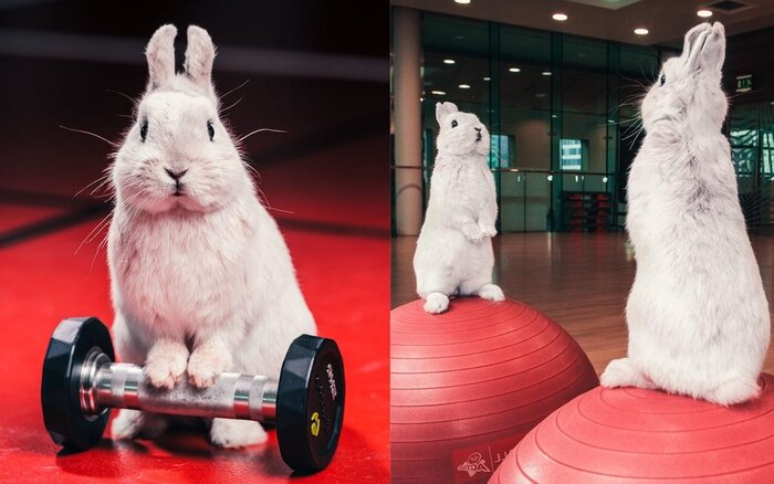 easter fitness bunnies white bunnies in a gym with weights and on red fitness balls