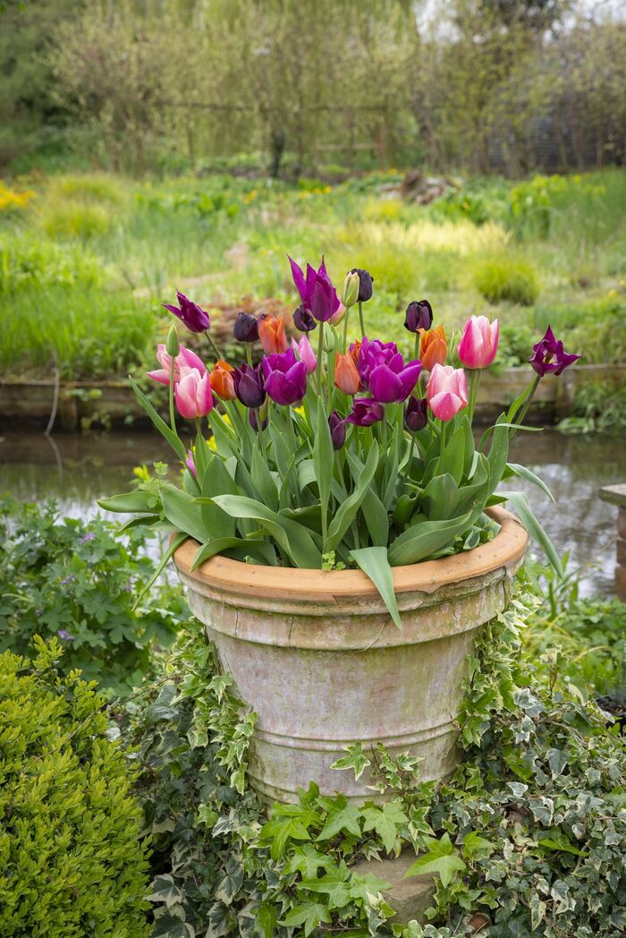 spring flowers in a pot in a green garden next to a creek