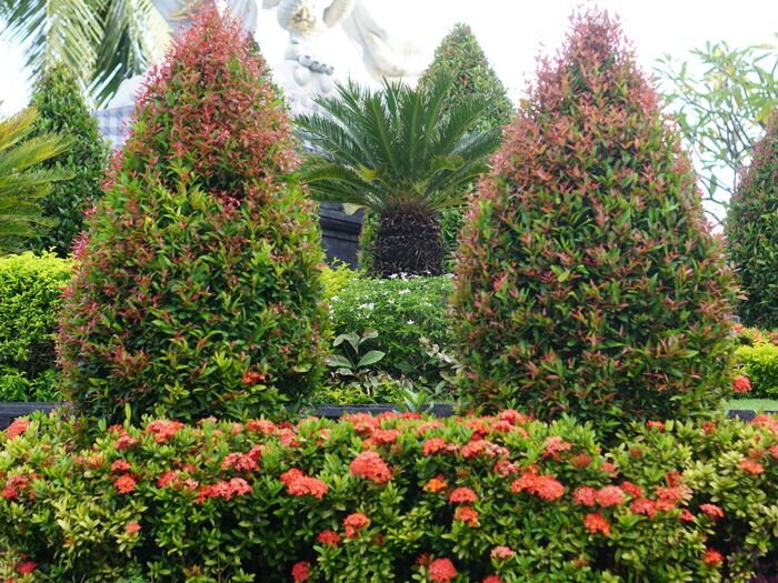 tips for planting a garden with small trimmed bushes and trees and palm trees in the background
