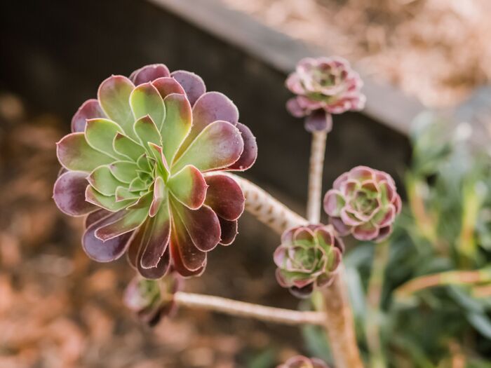Aeonium plant in bloom close up photo
