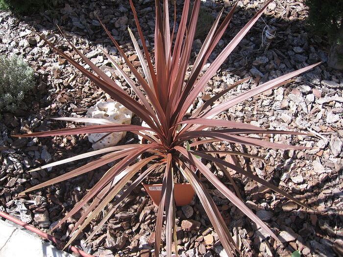 Cordyline australis plant in a garden with long red-brown leaves