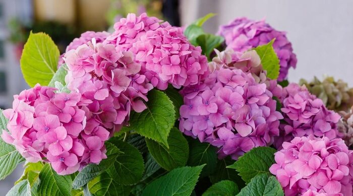 Pink Hydrangeas with bright green leaves close up taken outdoors 