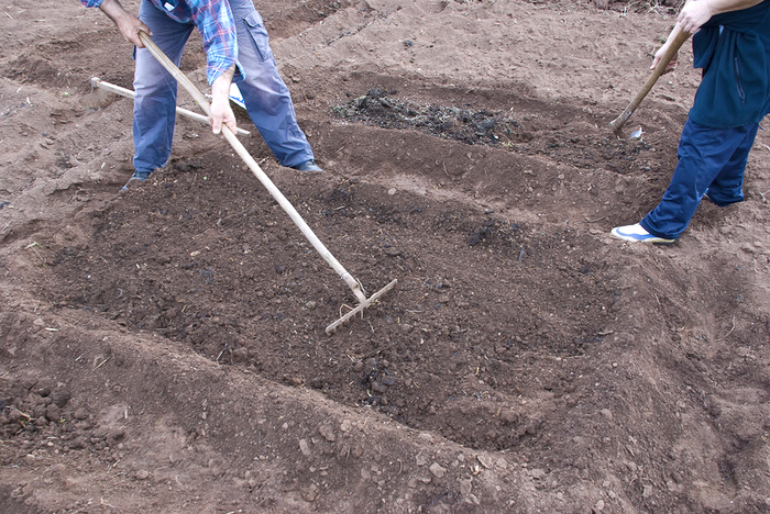 bed preparation two people with reeks making garden beds and preparing for planting