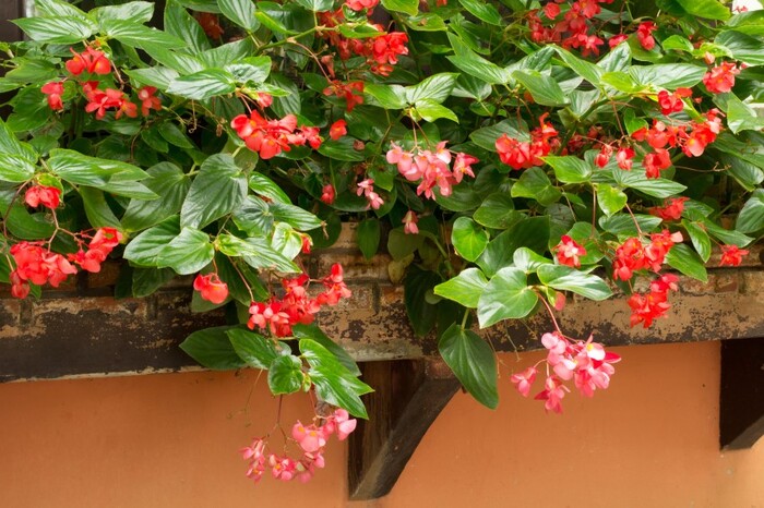 red and pink begonias on a window sill in a wooden flower box
