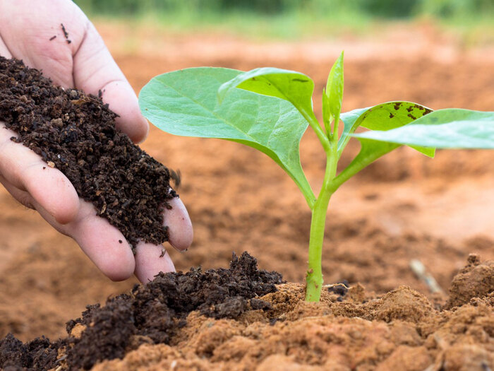 hand adding dark compost to a small green plant in a garden with lighter soil