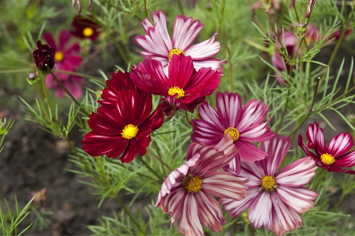 cosmea pink and white flowers blossoming outdoors