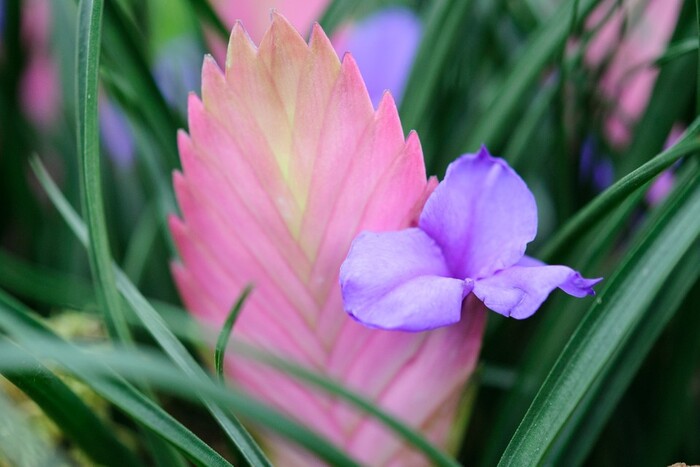 exotic plant with a pink and purple flowers and green leaves
