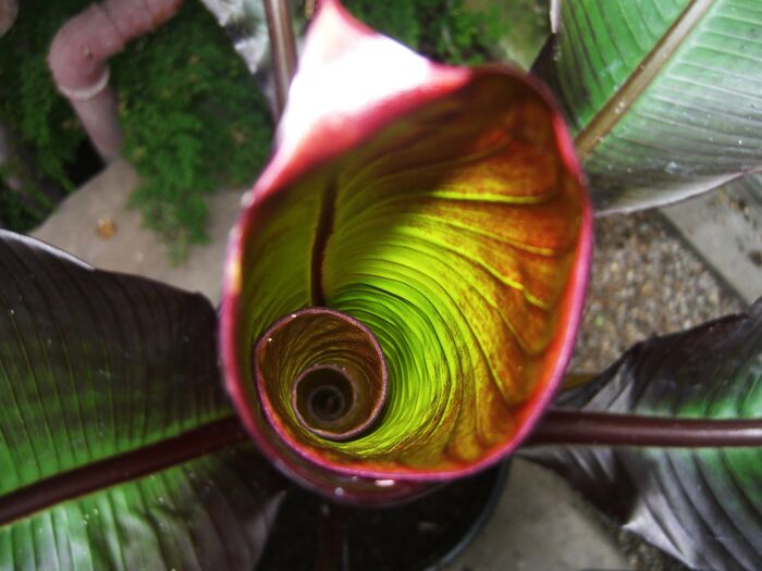 exotic plants at home a plant shot from above