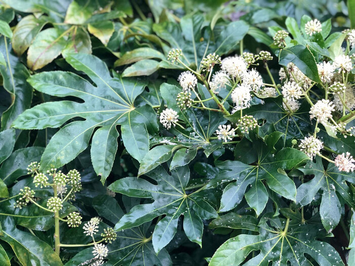 Fatsia Japonica tropical plant with large green leaves close up photo